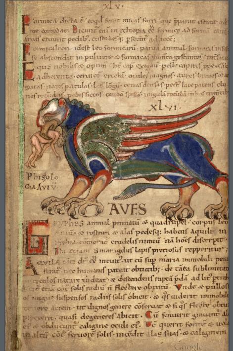 Griffon lambert de saint omer